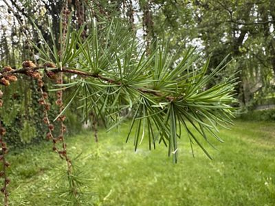 Japanese larch needles, May 2026