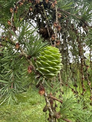 Japanese larch cone, May 2026