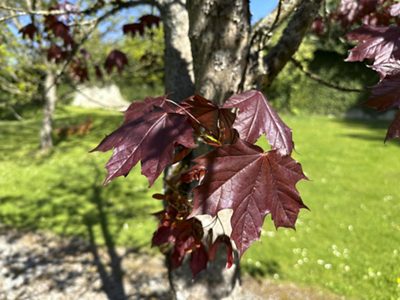 Spitz-Ahorn «Crimson King» Blätter, April 2026