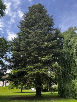 Weiss-Tanne, Mai 2025