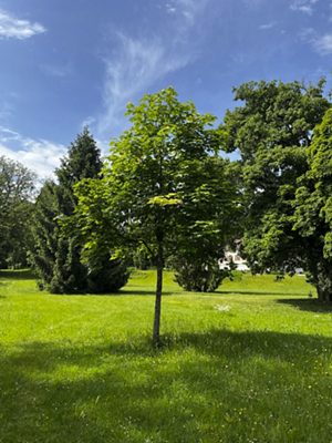 Spitz-Ahorn «Drummondii», Mai 2025