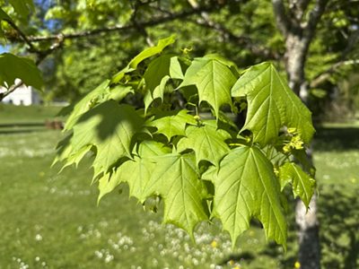 Spitz-Ahorn «Drummondii» Blätter, April 2026