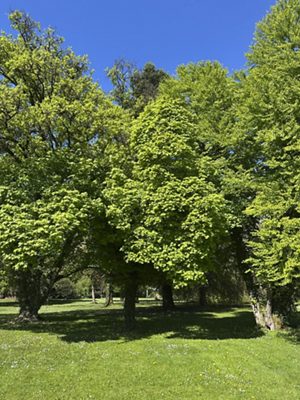 Kugel-Ahorn, April 2026
