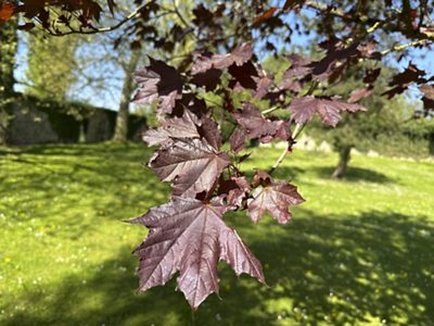 Blut-Ahorn «Faassen's Black» Blätter, April 2026