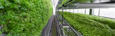 Rows of vegetables in organic vertical farming