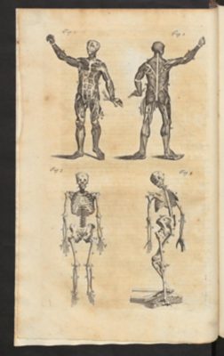 Anatomische Zeichnungen