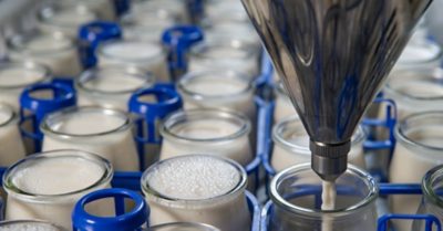 Production of yogurt in a farm, homemade cow's milk yoghurt , France