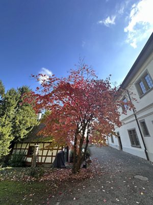 …und wie der Blüten-Hartriegel im Herbst 2025 aussah.