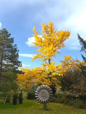 Der goldene Schimmer des Ginkgos im Herbst 2025.