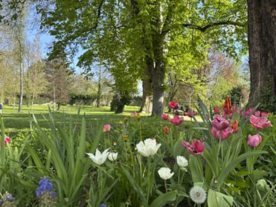 Frühlingsblumen und Laubaustrieb, Frühjahr 2026.