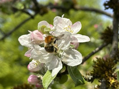 Die erste Frühlingsbesucher: Hummeln auf Apfelblüten, Frühjahr 2026.