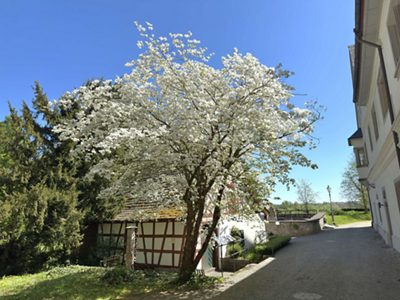 Das prächtige Blätterdach des Blüten-Hartriegels im Frühjahr 2026…