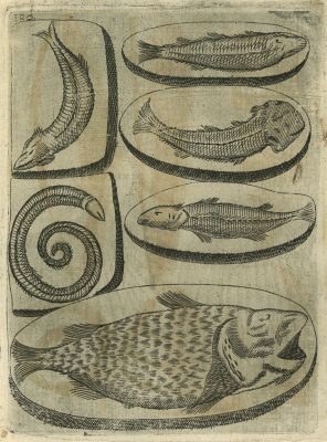 Eine der frühesten Darstellungen einer Sammlung von versteinerten Fischen.
