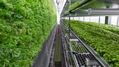 Rows of vegetables in organic vertical farming