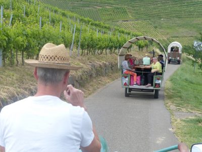 Ausflug P05 Rebberg-Besichtigung in Planwagen und Spargelessen 2022