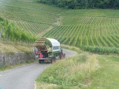 Ausflug P05 Rebberg-Besichtigung in Planwagen und Spargelessen 2022