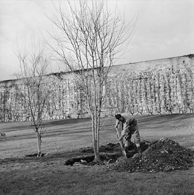 Baumpflanzung bei der Gründung des Arboretums im Jahr 1952.