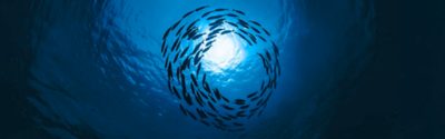 schooling fish swim in circles in the ocean in search of prey