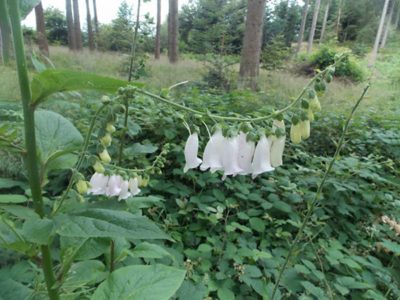 P09 Wanderung Hinterzarten Titisee 2024