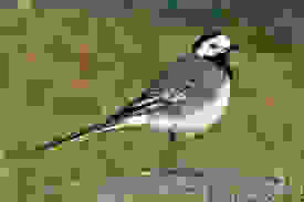 Ausflug P9 - Vogelwarte Sempach 5. Juli 2023