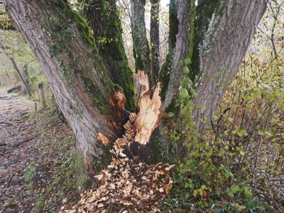 Rückblick Schlusswanderung P14 am 14. November 2022: Rüdlingen - Nack - Lotstetten