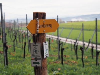 Rückblick Schlusswanderung P14 am 14. November 2022: Rüdlingen - Nack - Lotstetten