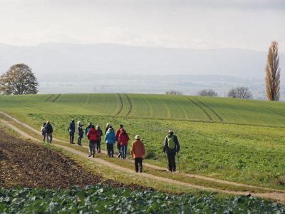 Wanderung P17 - Siblingerhöhe - Hallau 8. November 2023