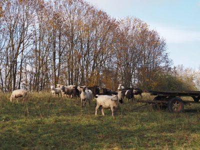 Wanderung P17 - Siblingerhöhe - Hallau 8. November 2023