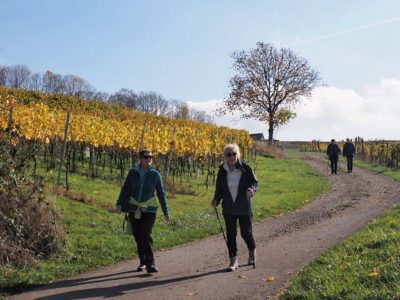 Wanderung P17 - Siblingerhöhe - Hallau 8. November 2023