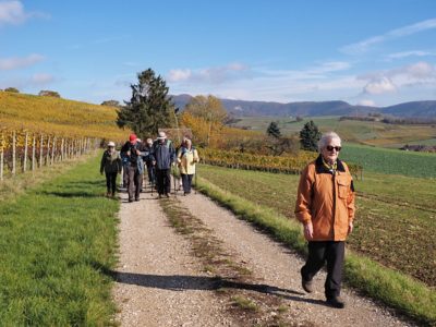 Wanderung P17 - Siblingerhöhe - Hallau 8. November 2023