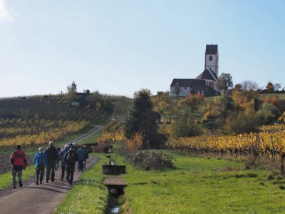Wanderung P17 - Siblingerhöhe - Hallau 8. November 2023