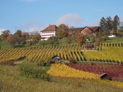 Wanderung P17 - Siblingerhöhe - Hallau 8. November 2023