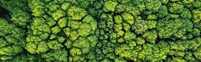 Aerial viev deciduous forest. Ecological environment concept. Natural background. Photo from the drone
